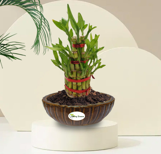 Handmade Brown Ceramic Pot / Bonsai Pot