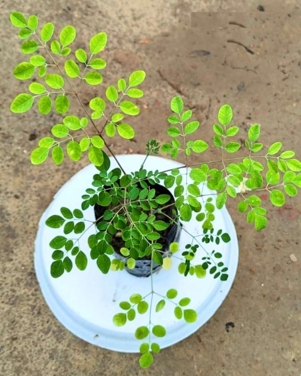 Moringa (Drumstick) Plant – Going Greens