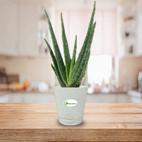 Aloe Vera Plant (Medium)