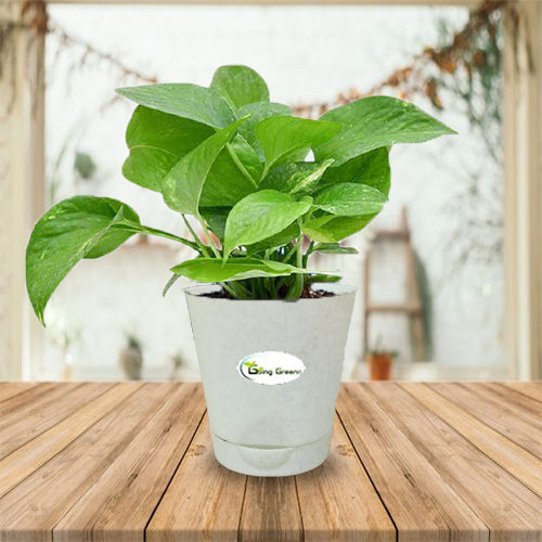 money plant pot color Money Plant Green – Going Greens