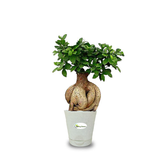 Ficus Bonsai