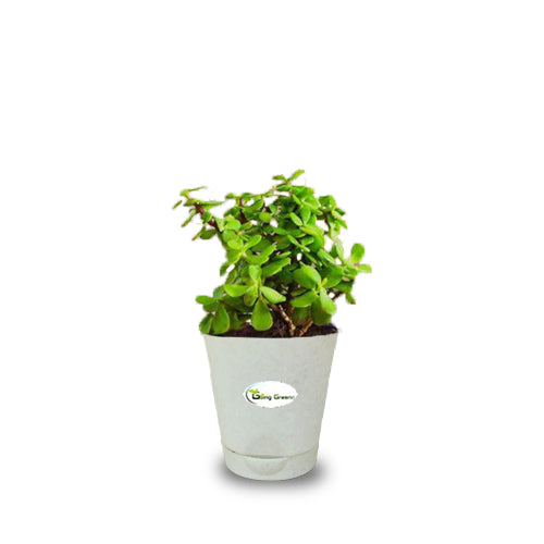 Jade Plant