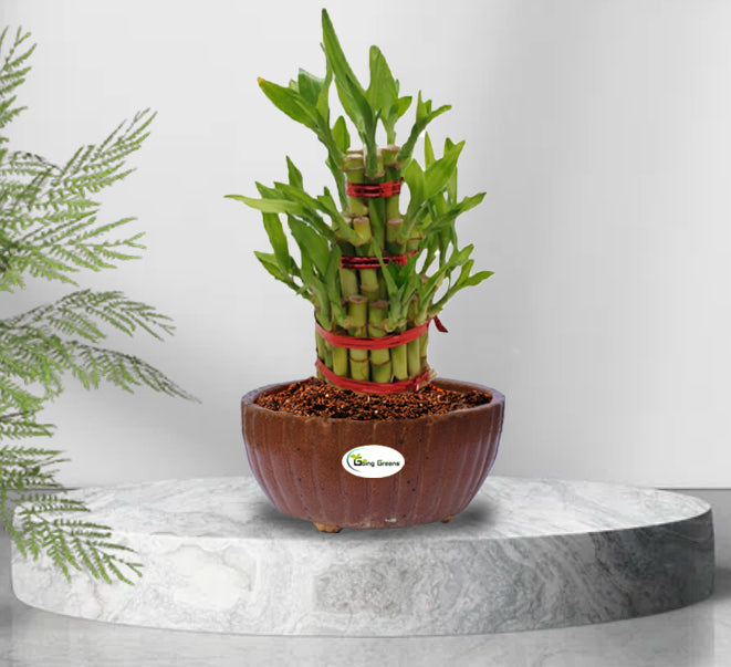 Handmade Brown Ceramic Pot / Bonsai Pot