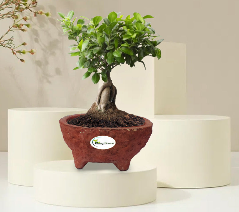 Handmade Teracotta Ceramic Pot / Bonsai Pot