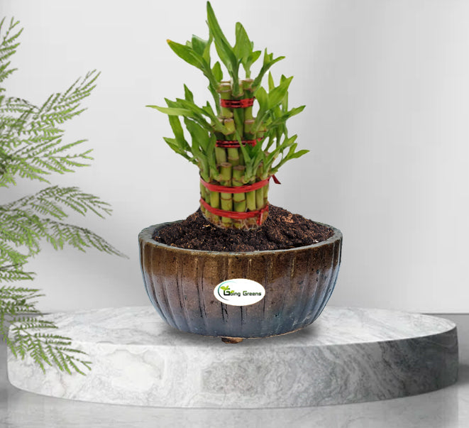 Handmade Brown Ceramic Pot / Bonsai Pot