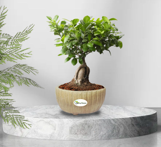 Handmade Beige Ceramic Pot / Bonsai Pot