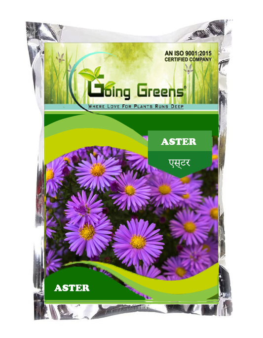 Aster Flower Seeds