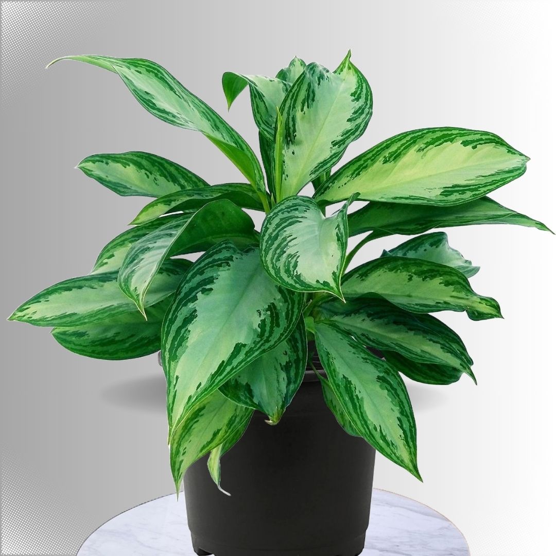 silver bay aglaonema plant Aglaonema Silver Bay – Going Greens