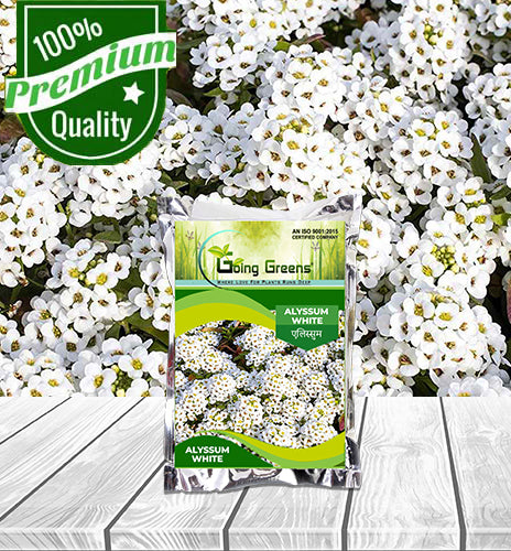 Alyssum White Flower Seeds