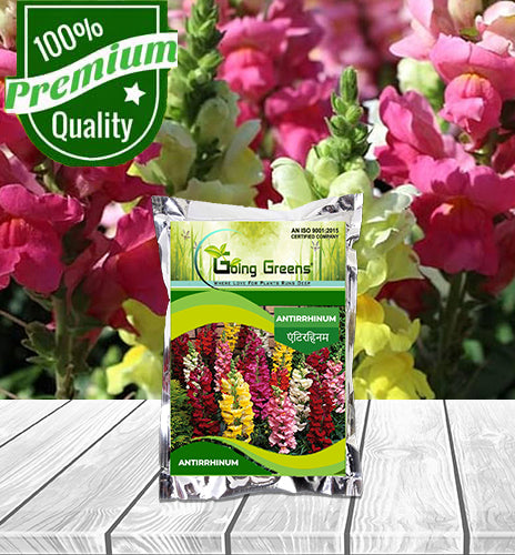 Antirrhinum Flower Seeds