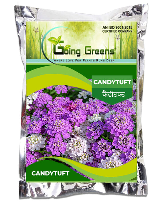 Candytuft White Flower Seeds