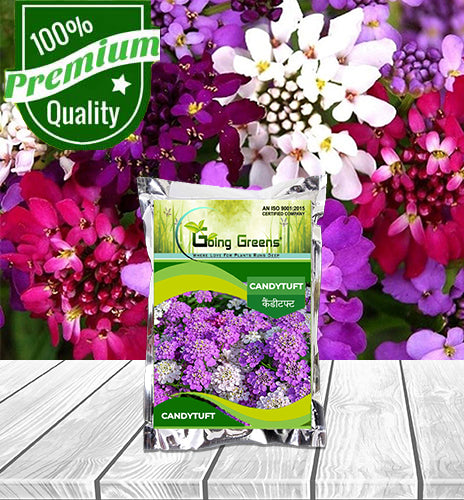 Candytuft White Flower Seeds