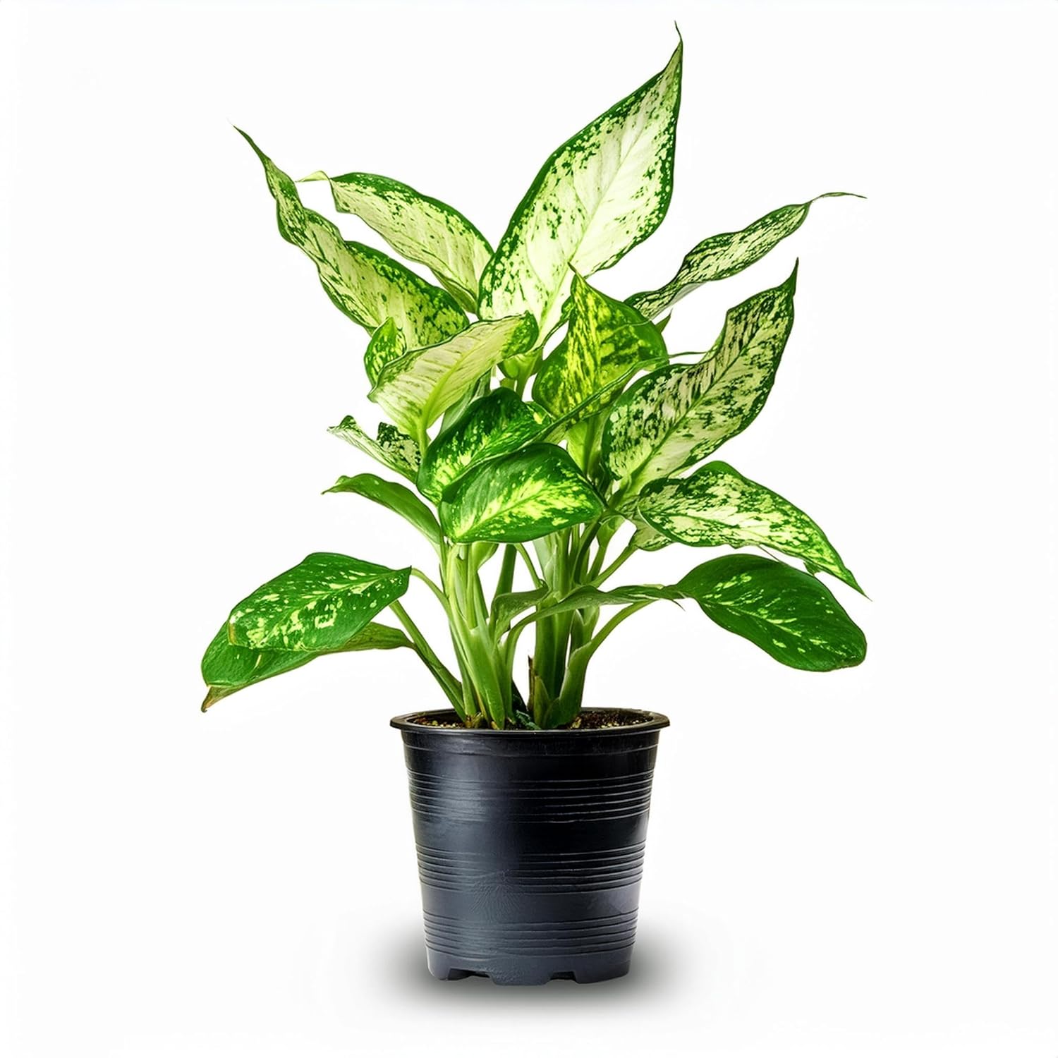 aglaonema costatum chinese evergreen Chinese Evergreen / Aglaonema Costatum – Going Greens