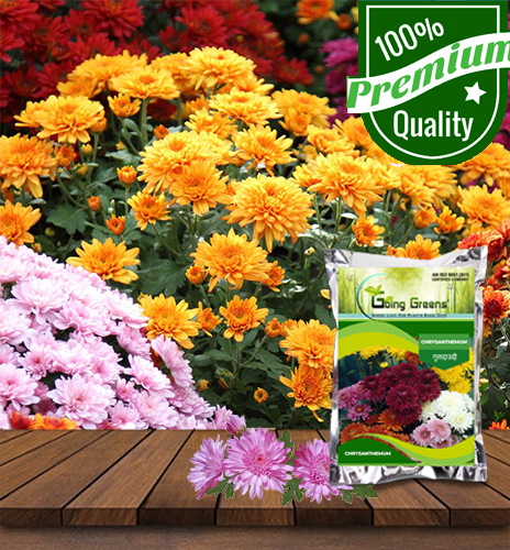 Chrysanthemum Flower Seeds