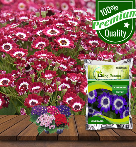 Cineraria Flower Seeds