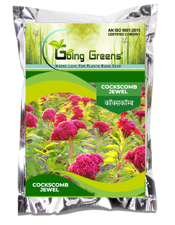 Cockscomb JeweL Flower Seeds