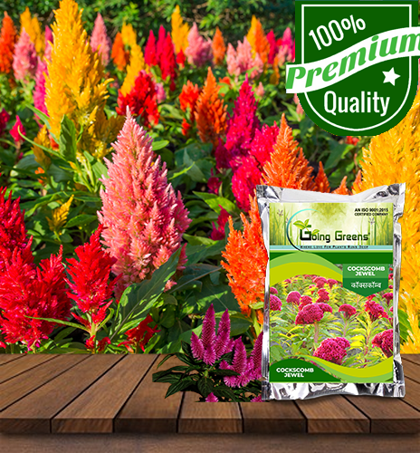 Cockscomb JeweL Flower Seeds