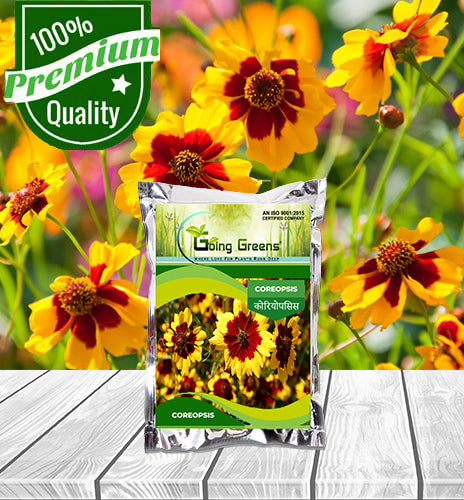Coreopsis Flower Seeds
