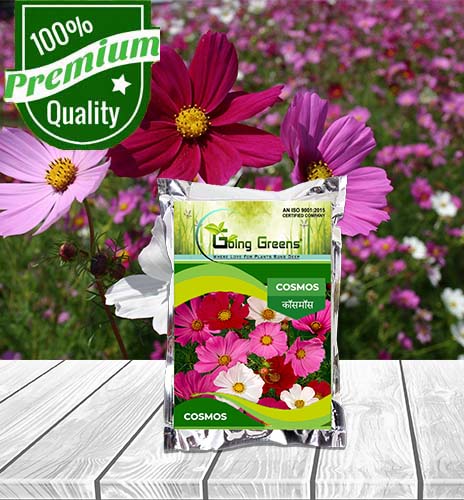 Cosmos Orange Flower Seeds