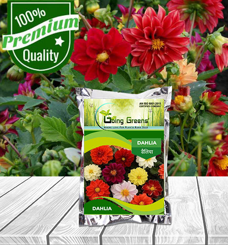 Dahlia Flower Seeds