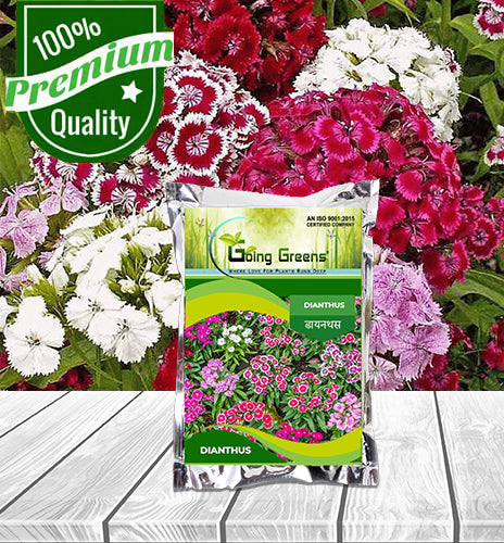 Dianthus Flower Seeds