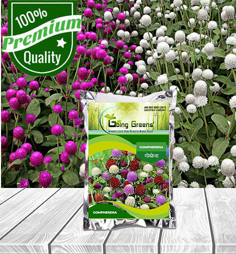 Gompherena Flower Seeds