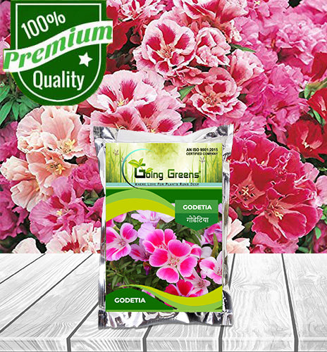 Godetia Flower Seeds