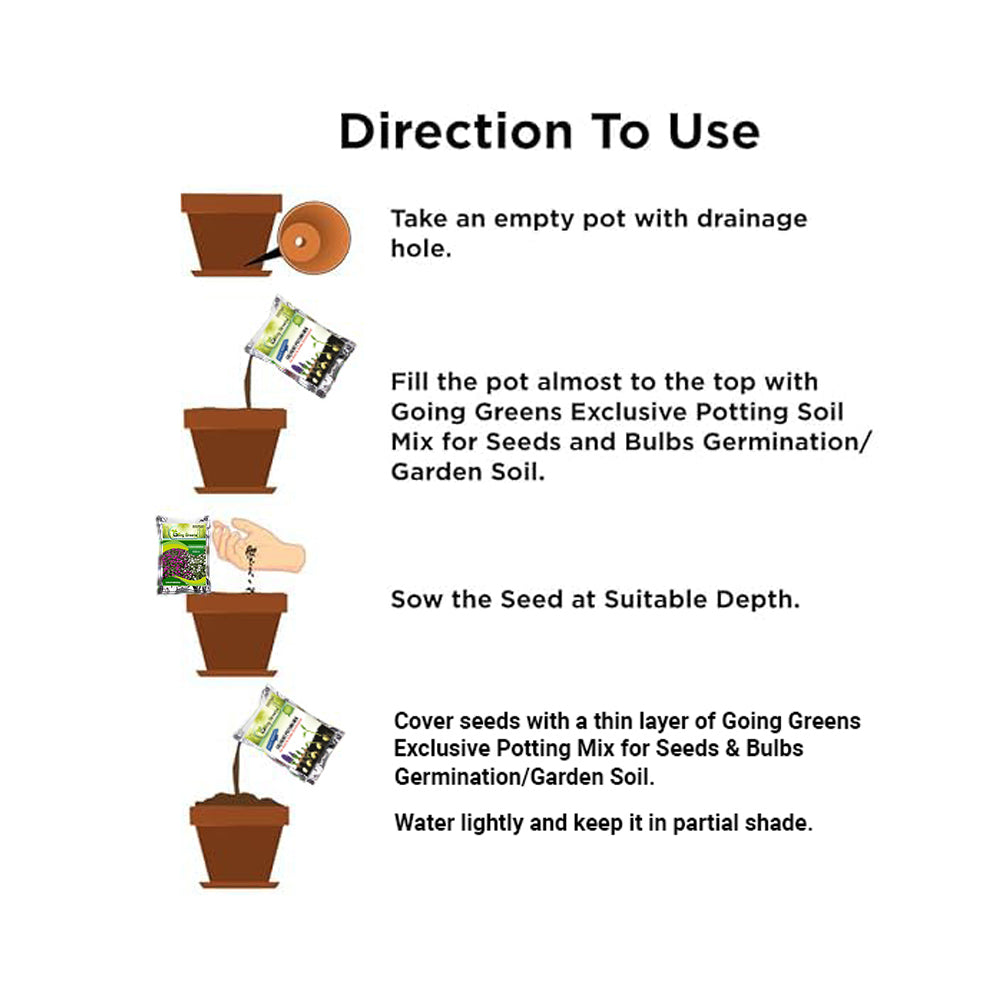Gompherena Flower Seeds
