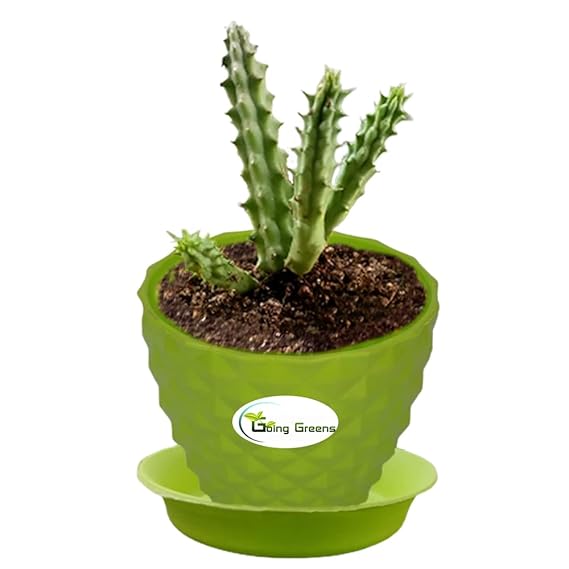 Huernia Zebrina Cactus