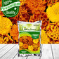Marigold french Flower Seeds