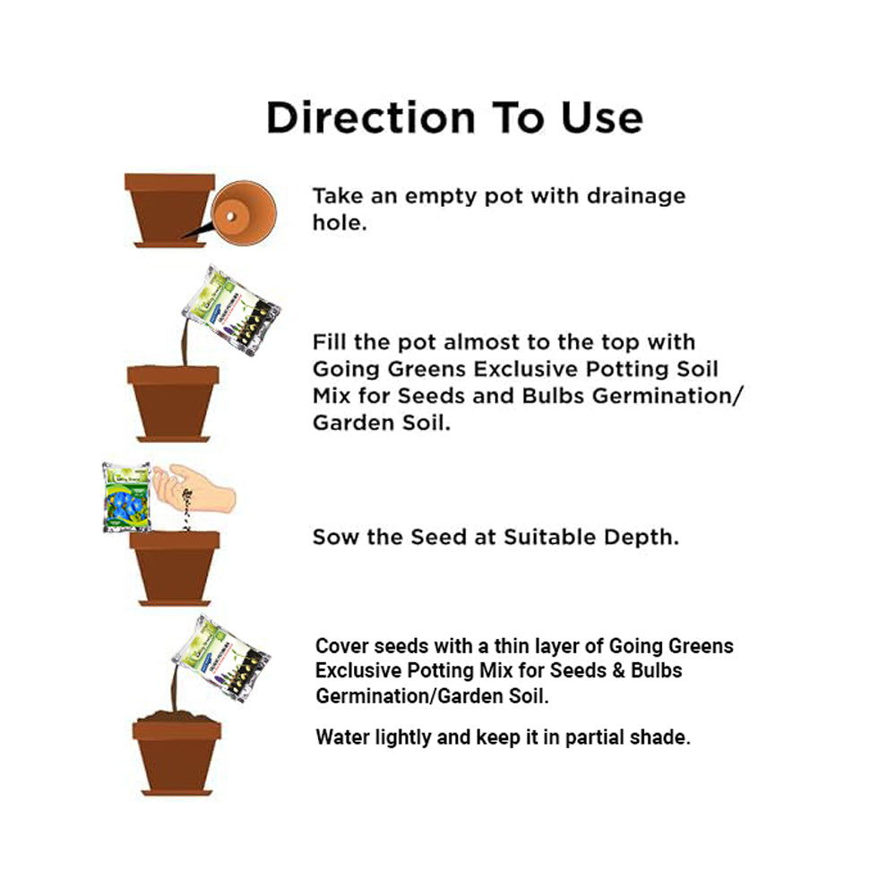 Morning Glory Flower Seeds