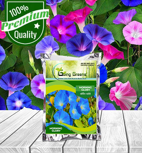 Morning Glory Flower Seeds
