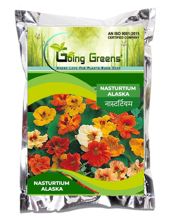 Nasturtium Alaska Flower Seeds