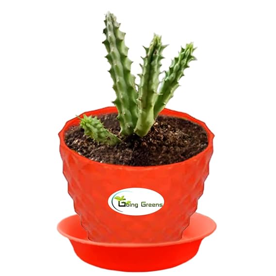 Huernia Zebrina Cactus