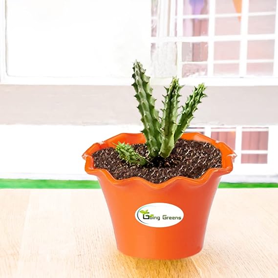 Huernia Zebrina Cactus