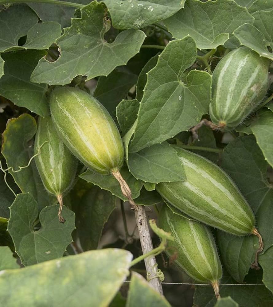 parwal plant seeds Pointed Gourd (Parwal) Seeds – Going Greens