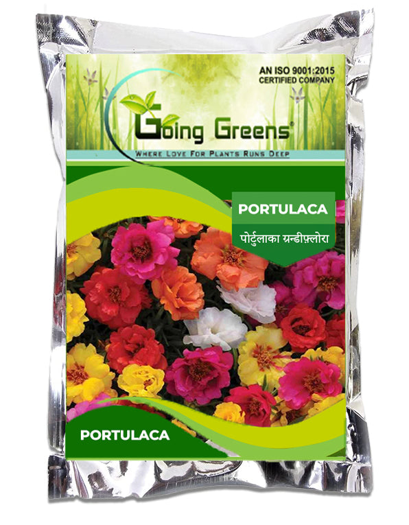 Portulaca Flower Seeds