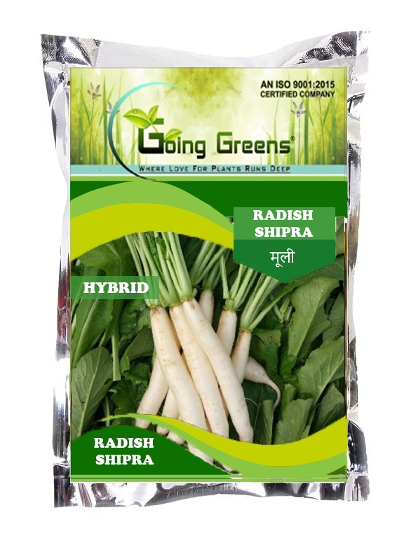 Hybrid Radish /Shipra Seeds