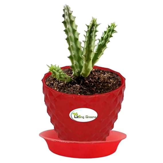 Huernia Zebrina Cactus