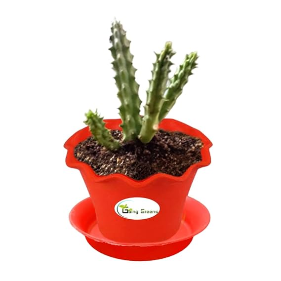 Huernia Zebrina Cactus