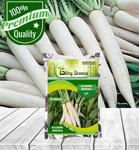 Hybrid Radish /Shipra Seeds