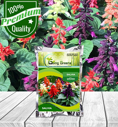 Salvia Flower Seeds