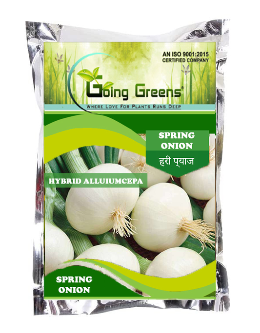 Hybrid Spring Onion- Allium Cepa Seeds