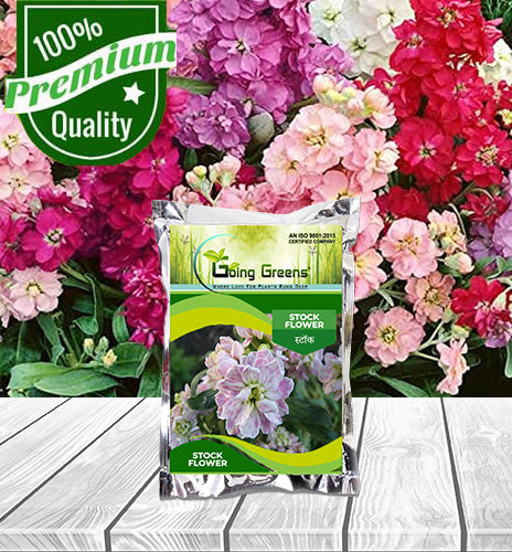 Stock Flower Seeds