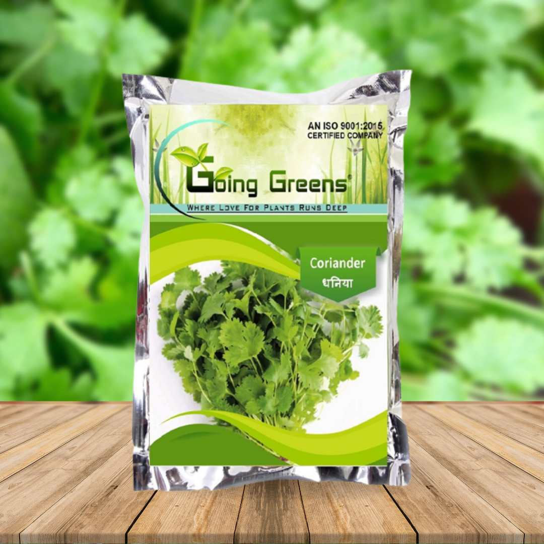 Open Pollinated Coriander Seeds