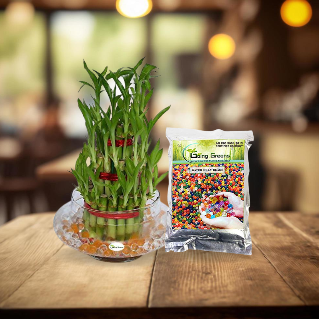 lucky bamboo in water beads Combo of 3 Layers Lucky Bamboo Plant in Glass Pot & Multicolored Jell – Going Greens