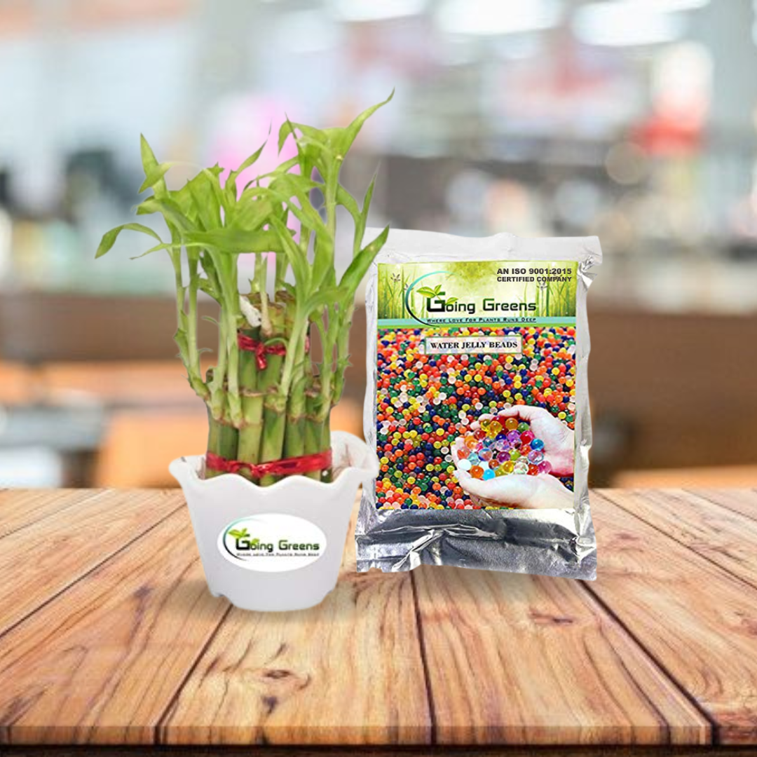 lucky bamboo in water beads Combo of 2 Layers Lucky Bamboo & Multicolored Jelly Beads – Going Greens