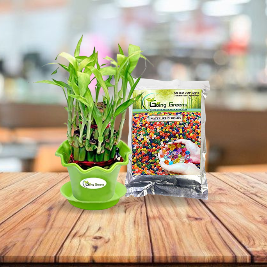 Combo of 2 Layers Lucky Bamboo & Multicolored Jelly Beads