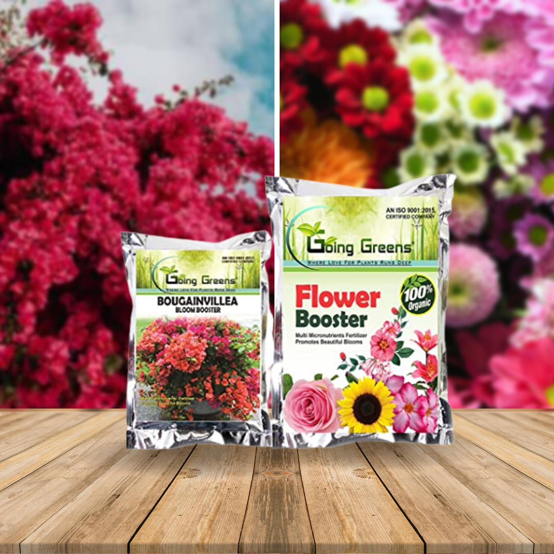 Bougainvillea fertilizer deals
