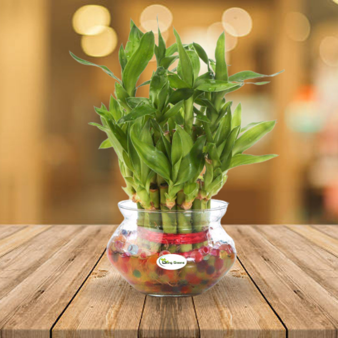 lucky bamboo glass pots 2 Layers Lucky Bamboo Plant in Glass Pot – Going Greens